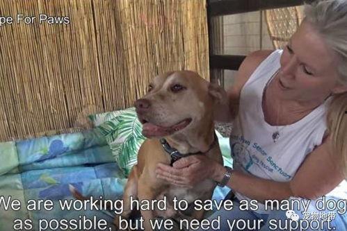 弃狗视频,揭开社会冷漠的伤疤