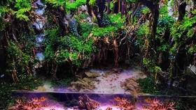 热带雨林缸制作视频
