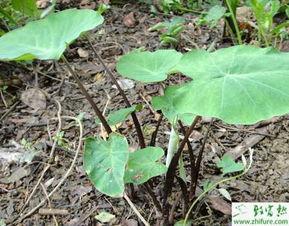 芋头的种植与管理视频,芋头种植与管理技巧全解析