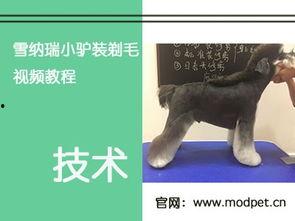 雪纳瑞剪毛教程视频,轻松掌握专业修剪技巧